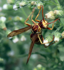 Polistes apachus apachus