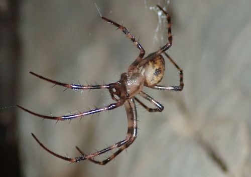 European cave spider