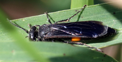 Stizoides renicinctus
