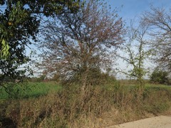 Crataegus viridis glabriuscula