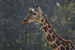 Giraffidae