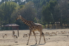 Giraffidae