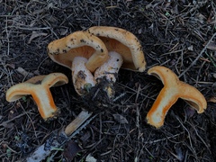 Lactarius aestivus