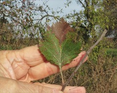 Crataegus viridis glabriuscula
