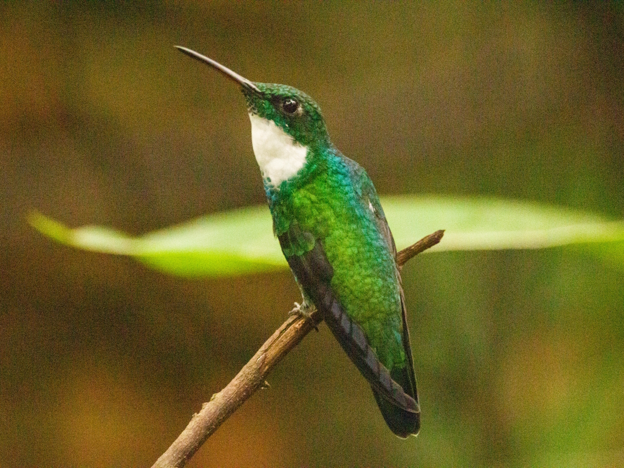 White-throated Hummingbird (Leucochloris albicollis)