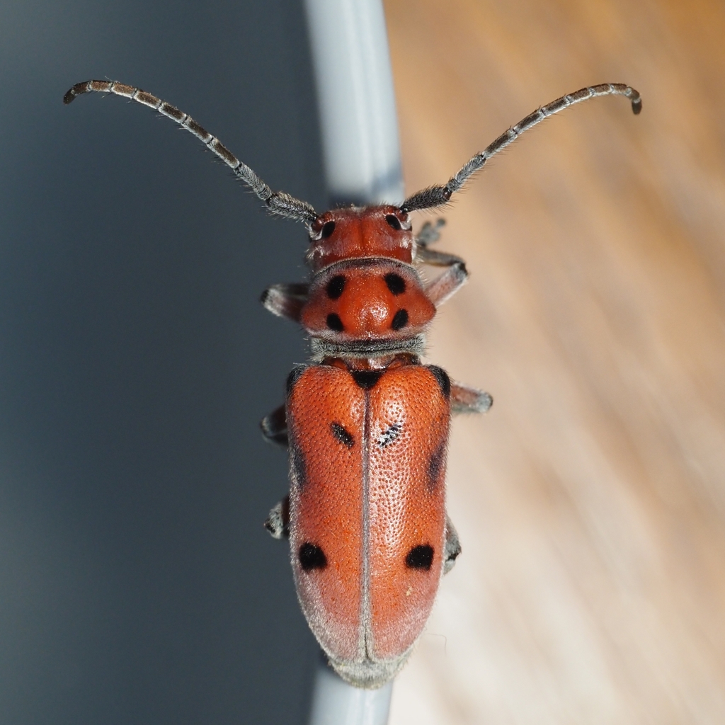 Tetraopes mandibularis