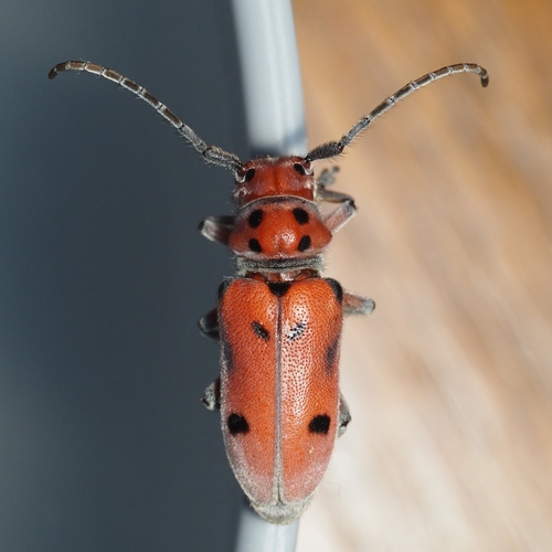 Tetraopes mandibularis