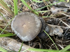 Psathyrella ellenae