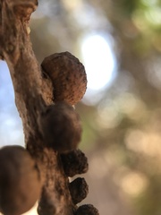 Disholcaspis eldoradensis