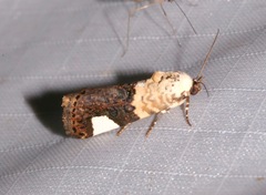 Tarache areloides