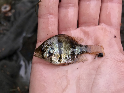 Black-banded Sunfish