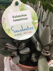 Kalanchoe tomentosa