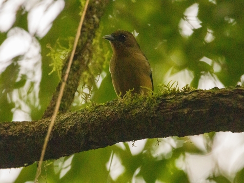 Black-goggled Tanager (Trichothraupis melanops), photo 7