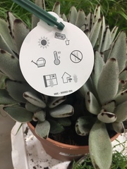 Kalanchoe tomentosa