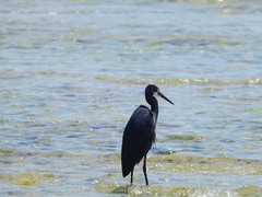 Egretta garzetta dimorpha