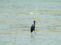 Egretta garzetta dimorpha