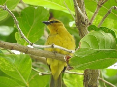Ploceus brachypterus