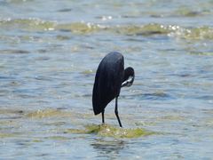 Egretta garzetta dimorpha