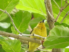Ploceus brachypterus