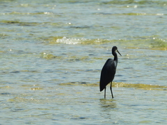 Egretta garzetta dimorpha
