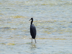 Egretta garzetta dimorpha