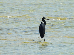 Egretta garzetta dimorpha