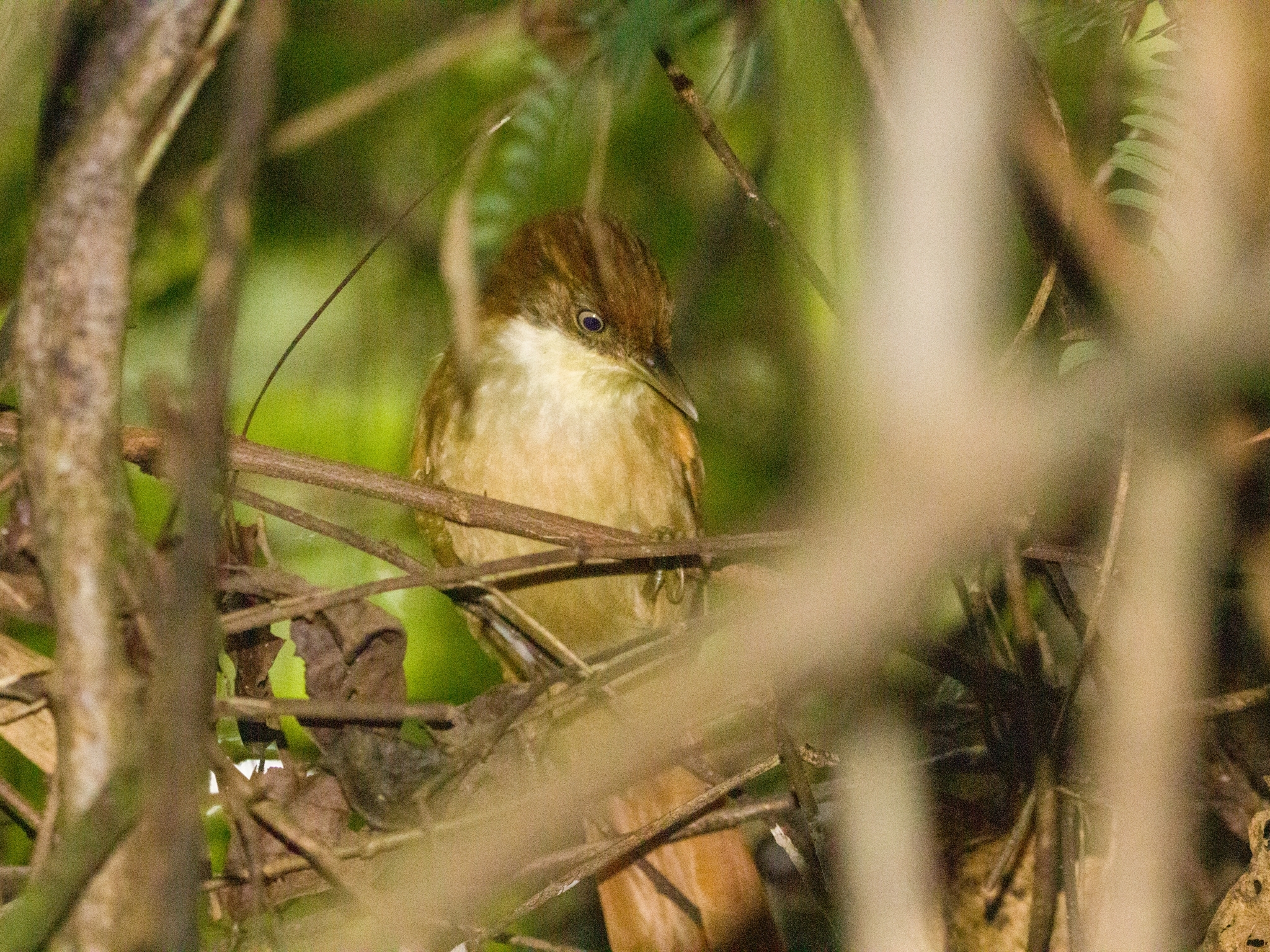 White-eyed Foliage-gleaner (Automolus leucophthalmus), photo 5