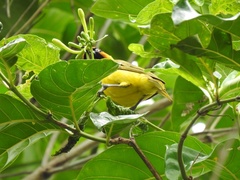 Ploceus brachypterus
