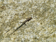 Cryptoblepharus africanus