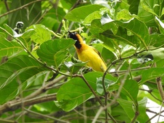 Ploceus brachypterus