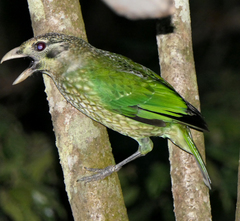 Ailuroedus maculosus