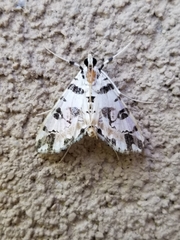 Conchylodes salamisalis