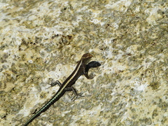 Cryptoblepharus africanus