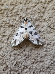 Conchylodes salamisalis