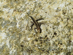 Cryptoblepharus africanus