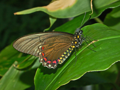 Confused Swallowtail