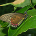 Mariposa Cola de Golondrina Oriental - Photo (c) Hectonichus, algunos derechos reservados (CC BY-SA)