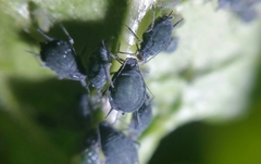 Aphis sambuci