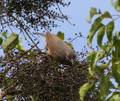 Ptiloris victoriae