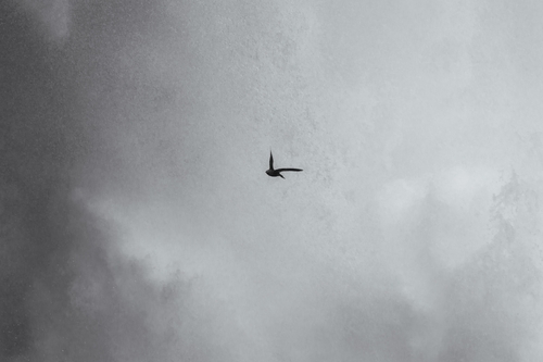 Great Dusky Swift (Cypseloides senex), photo 5