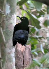 Ptiloris victoriae