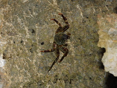 Grapsus albolineatus