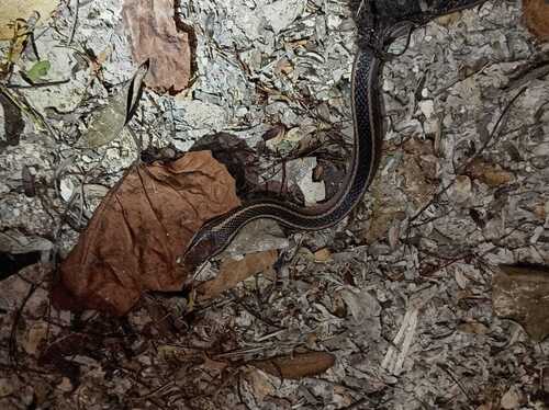 Faded Black-striped Snake