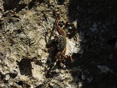 Grapsus albolineatus