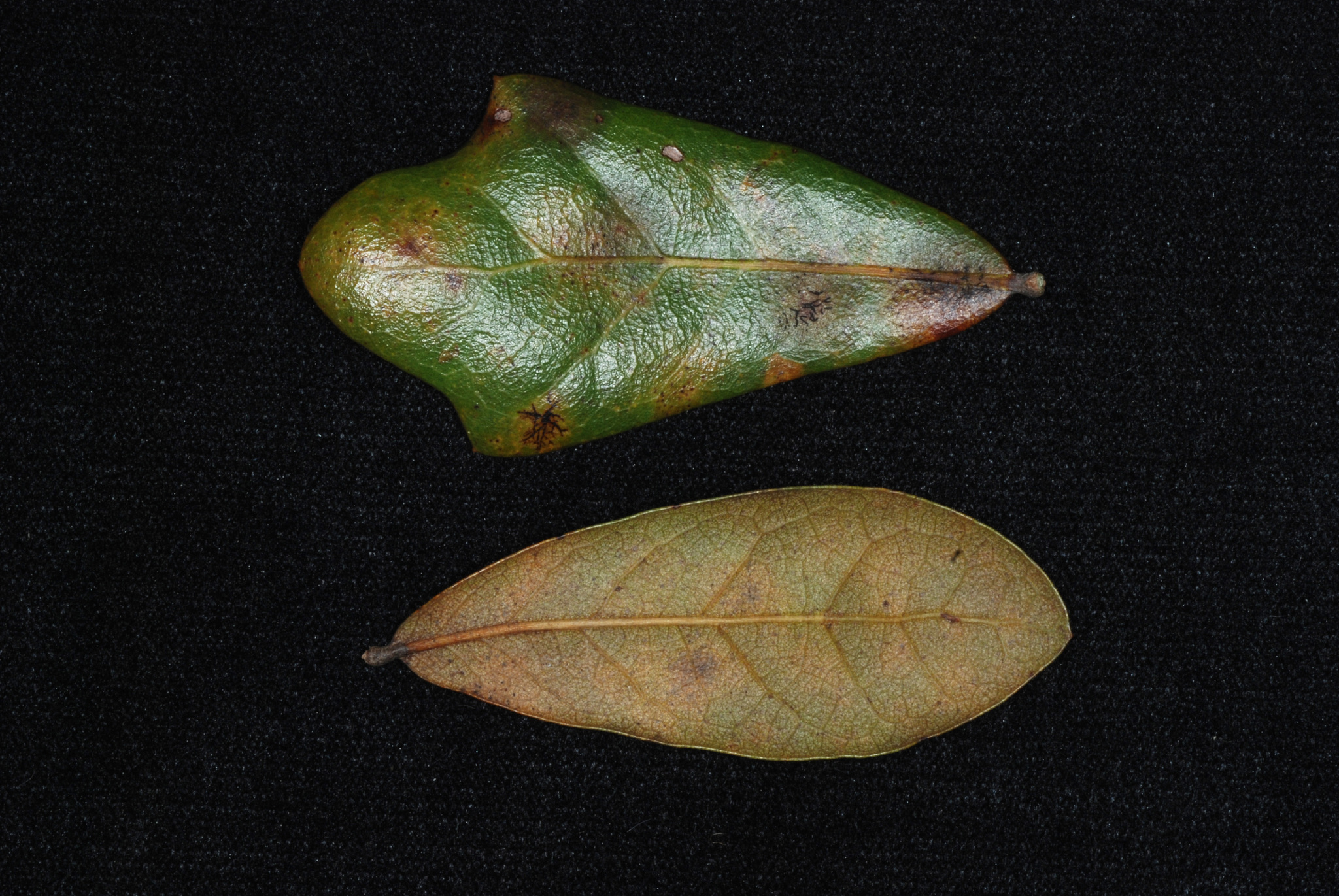 Quercus X rolfsii
