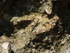 Cryptoblepharus africanus