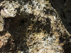 Cryptoblepharus africanus