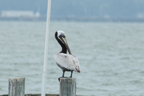 Eastern Brown Pelican photographed in Virginia