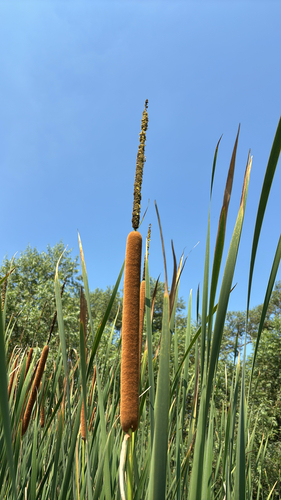 iNaturalist observation photo of southern cattail