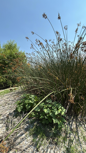 iNaturalist observation photo of Schoenoplectus Bulrushes